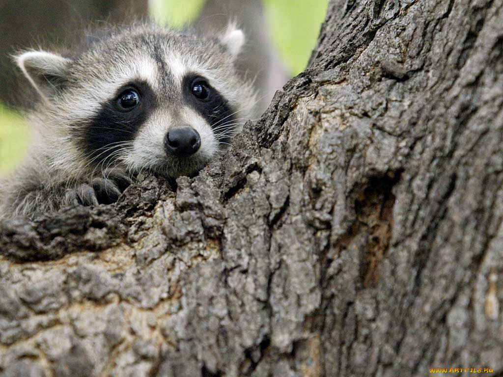 животные, еноты