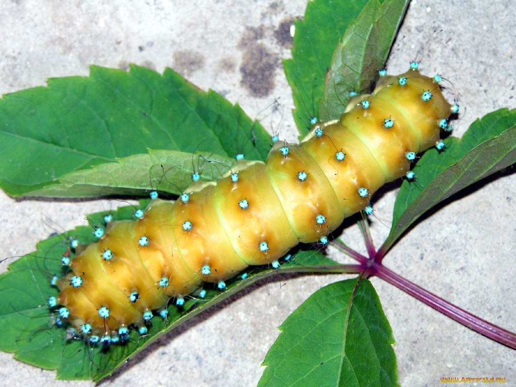 животные, гусеницы