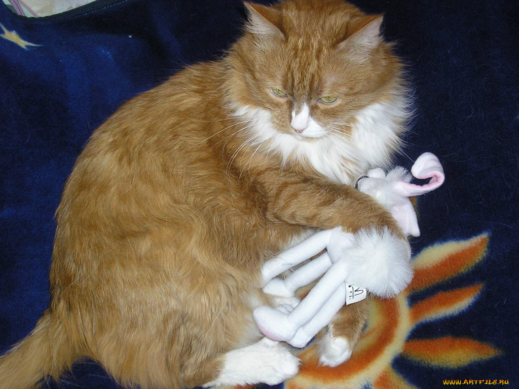 животные, коты