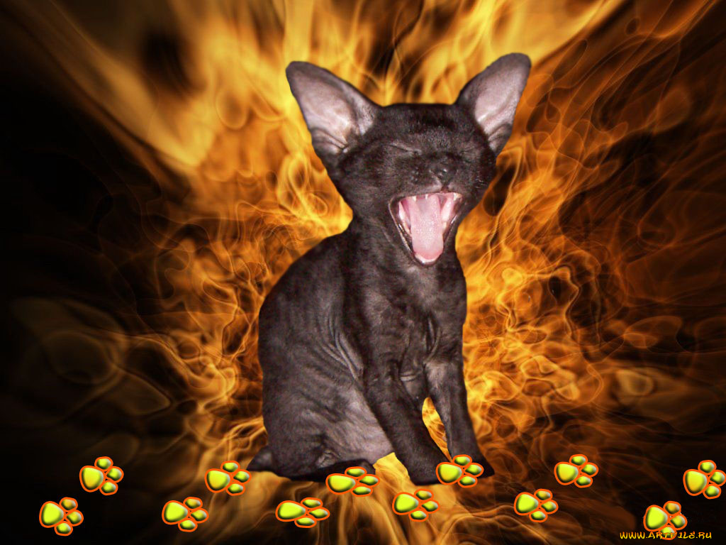 животные, коты