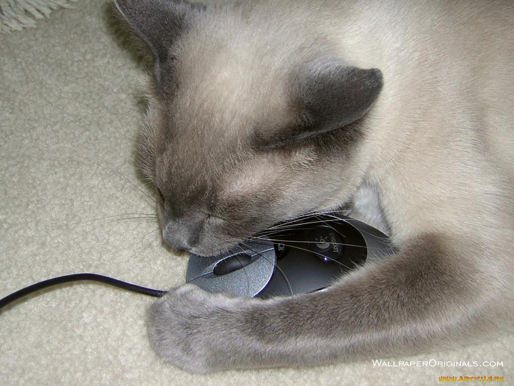 животные, коты