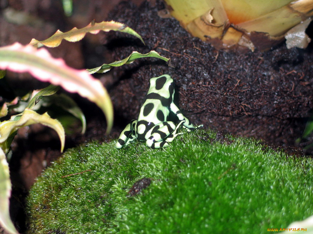 животные, лягушки