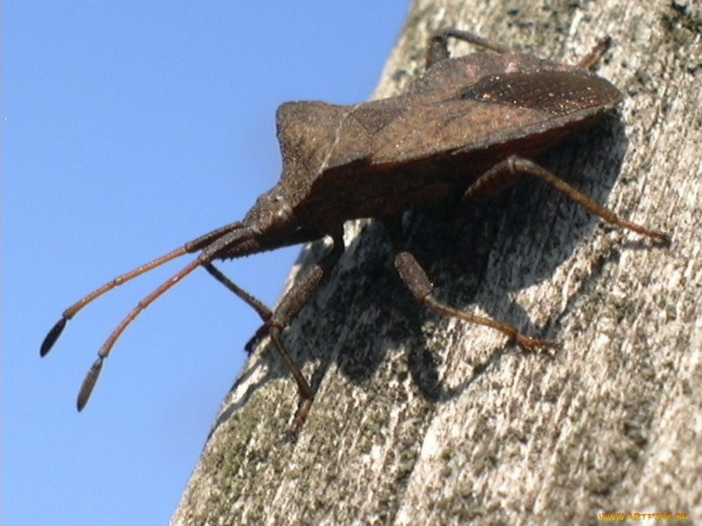 животные, насекомые