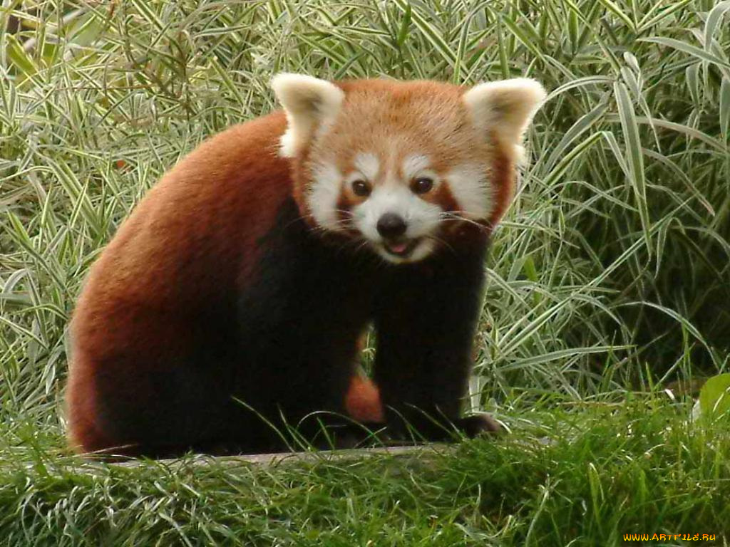 животные, панды