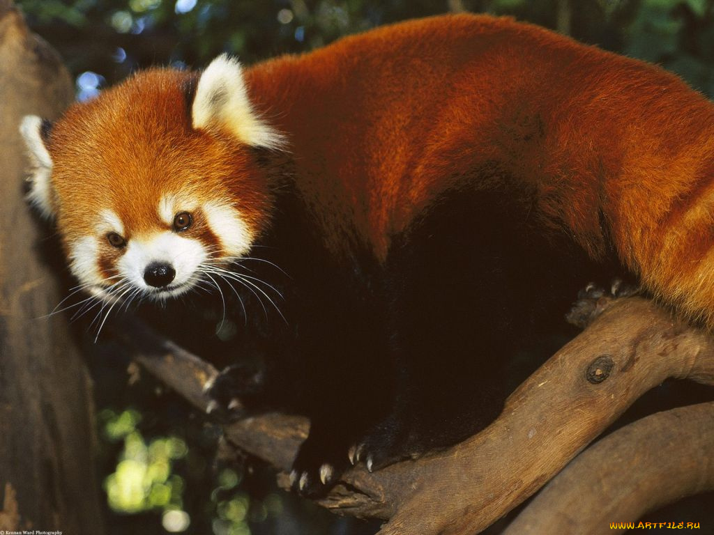 животные, панды