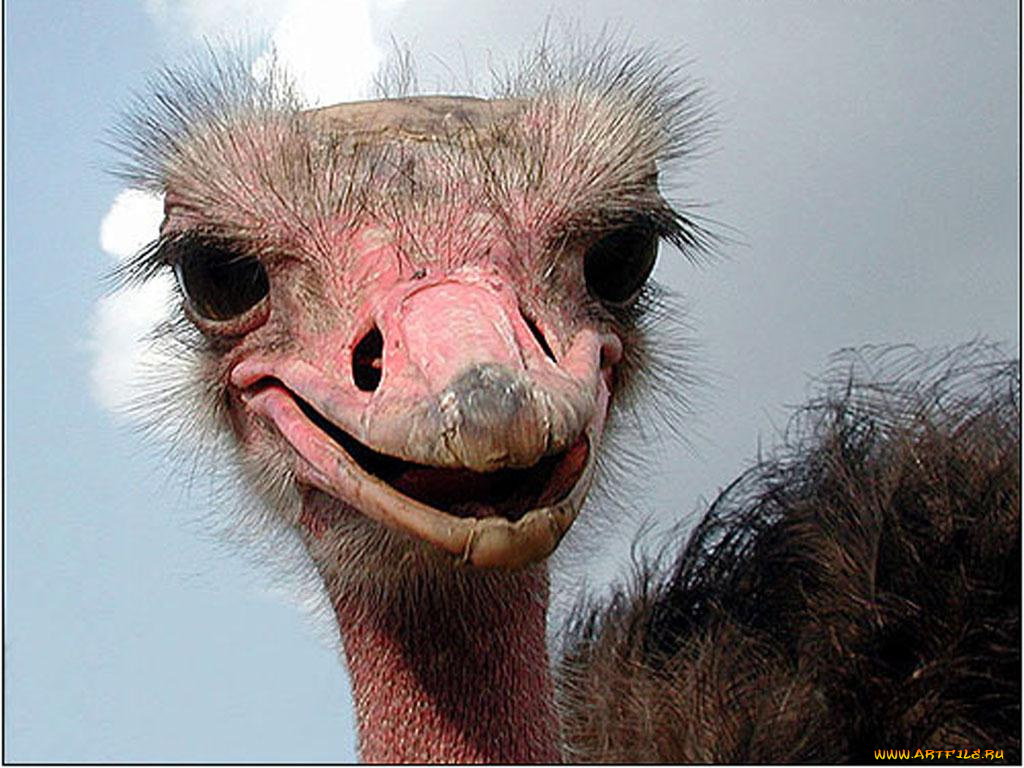 животные, страусы