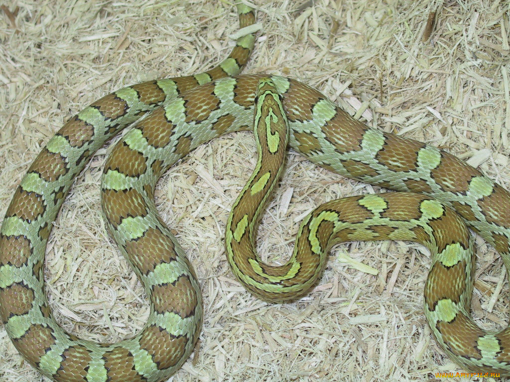 животные, змеи, питоны, кобры