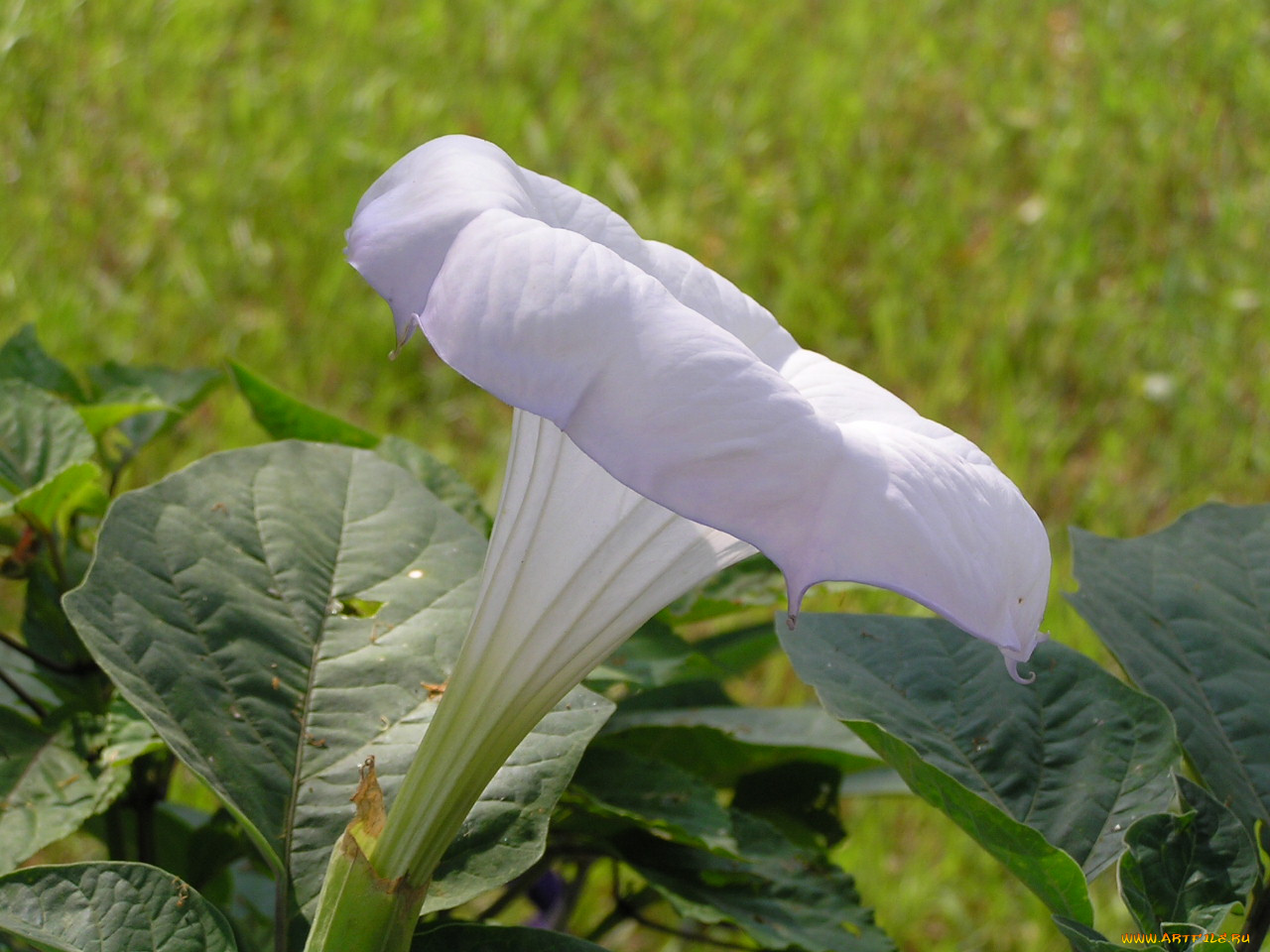 цветоЧек, цветы, бругмансия, дурман, трубы, ангела