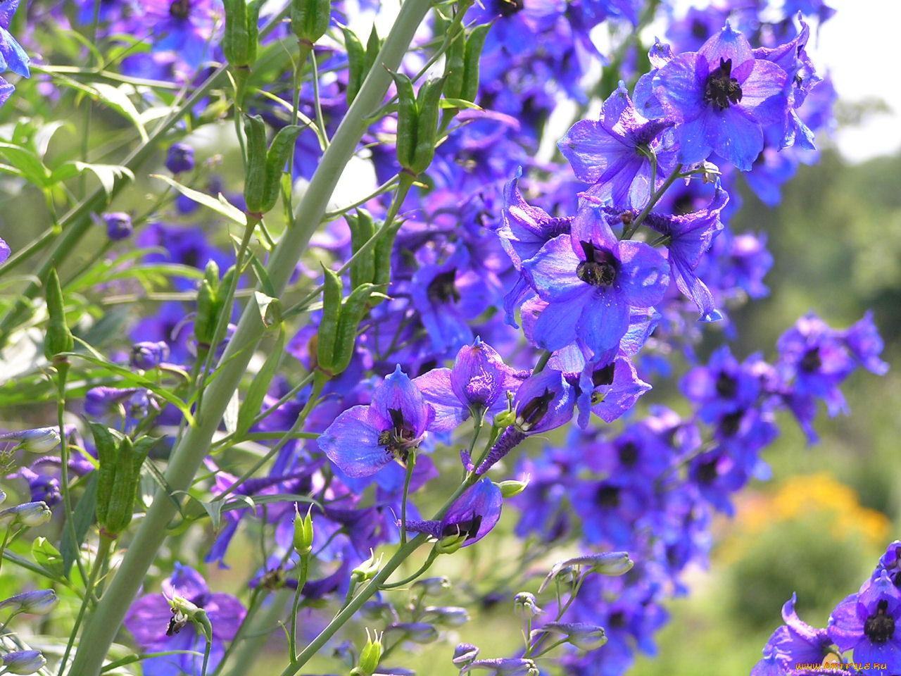 цветоЧек, цветы, дельфиниум
