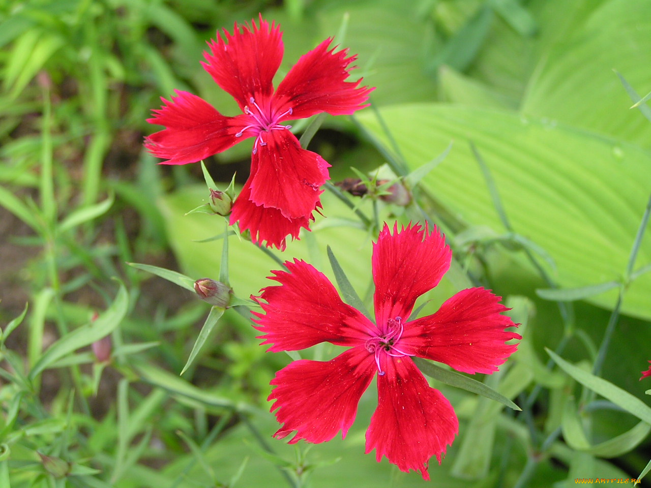 цветоЧек, цветы, гвоздики