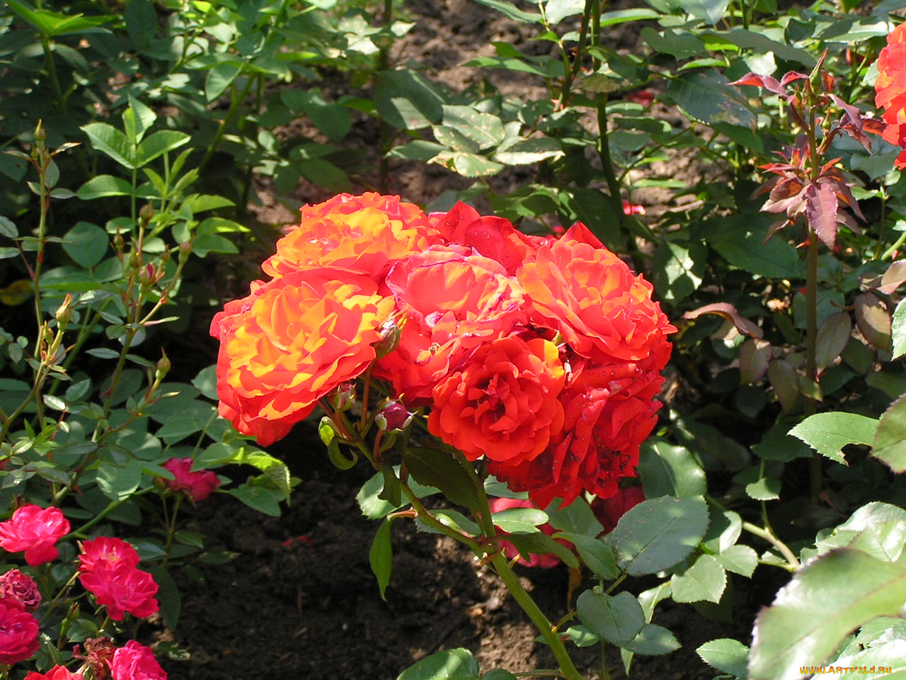 цветоЧек, цветы, розы