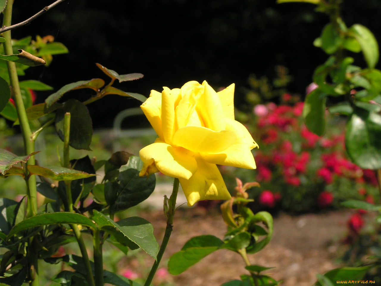 цветоЧек, цветы, розы