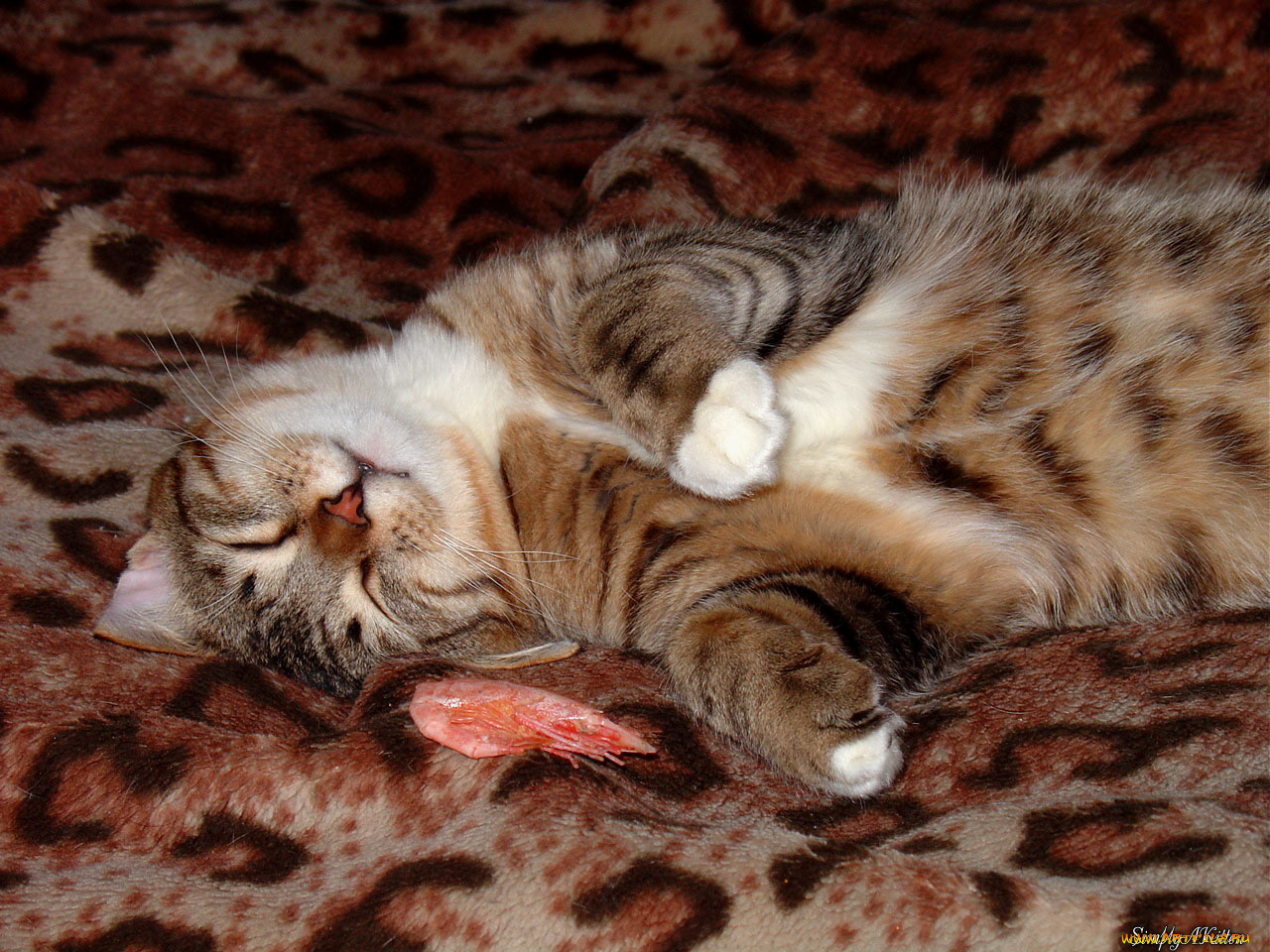 животные, коты