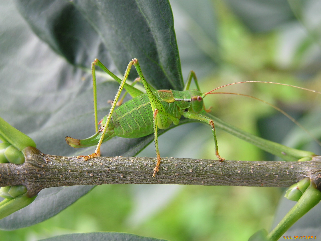животные, кузнечики, саранча
