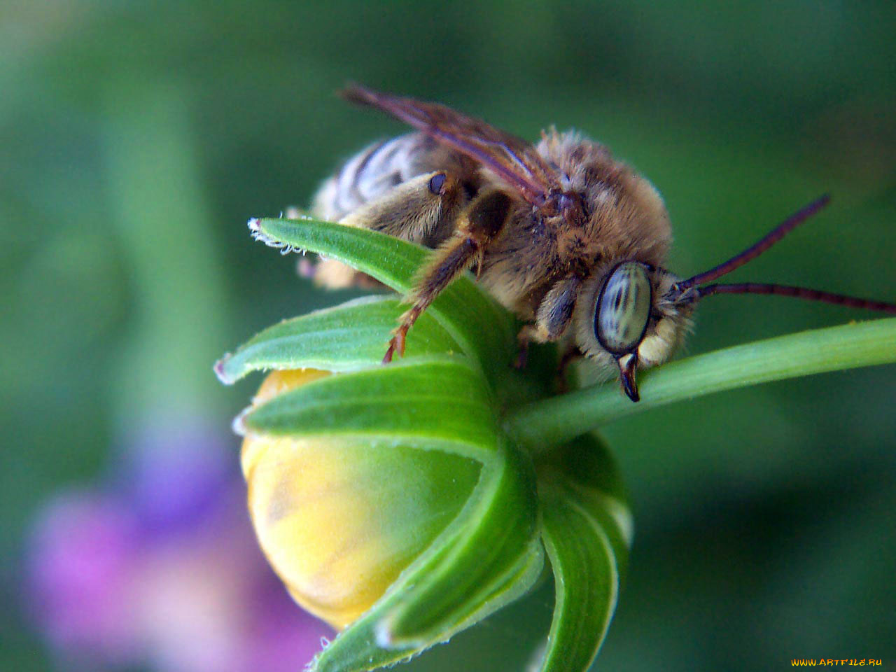 животные, пчелы, осы, шмели