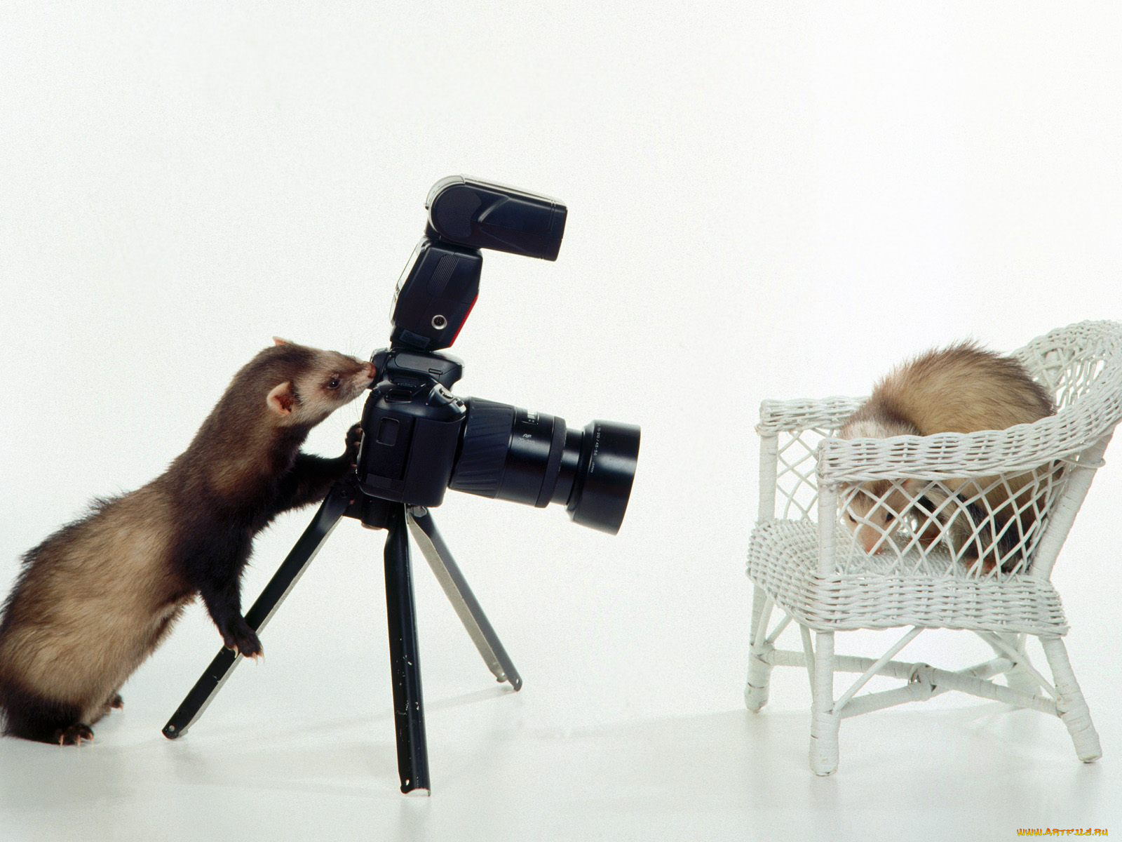 юмор, приколы