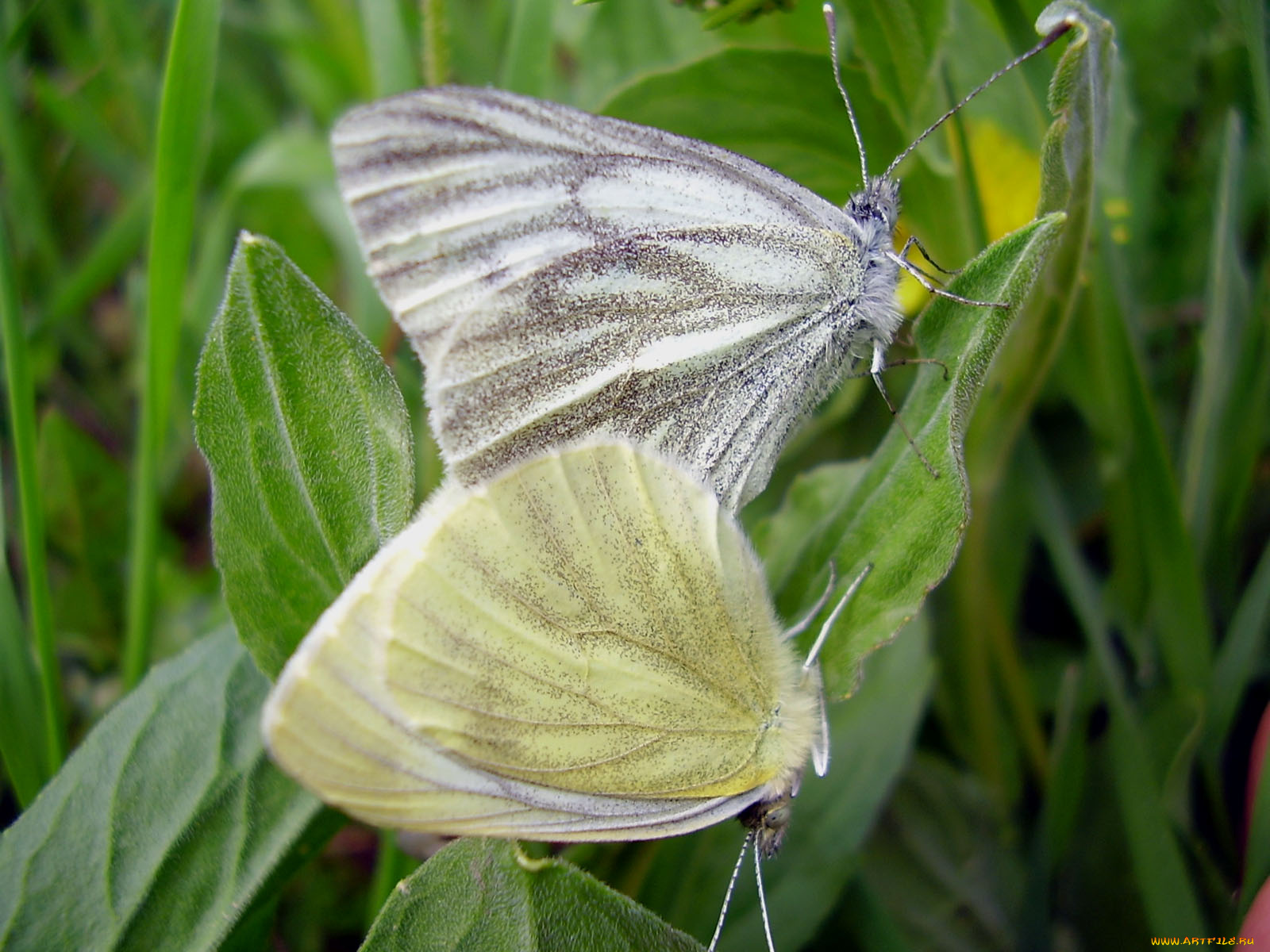 животные, бабочки