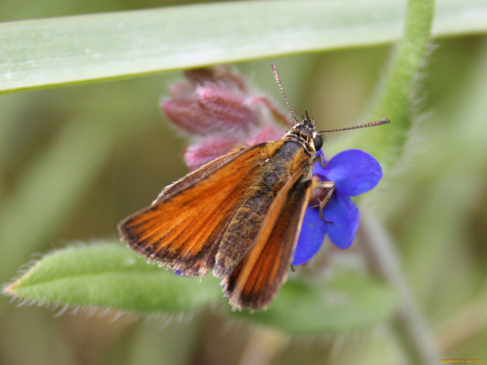 животные, бабочки