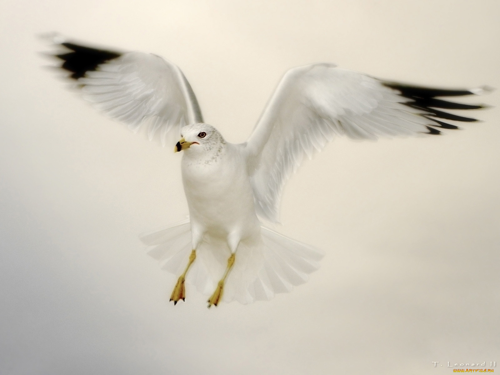 животные, Чайки, бакланы, крачки