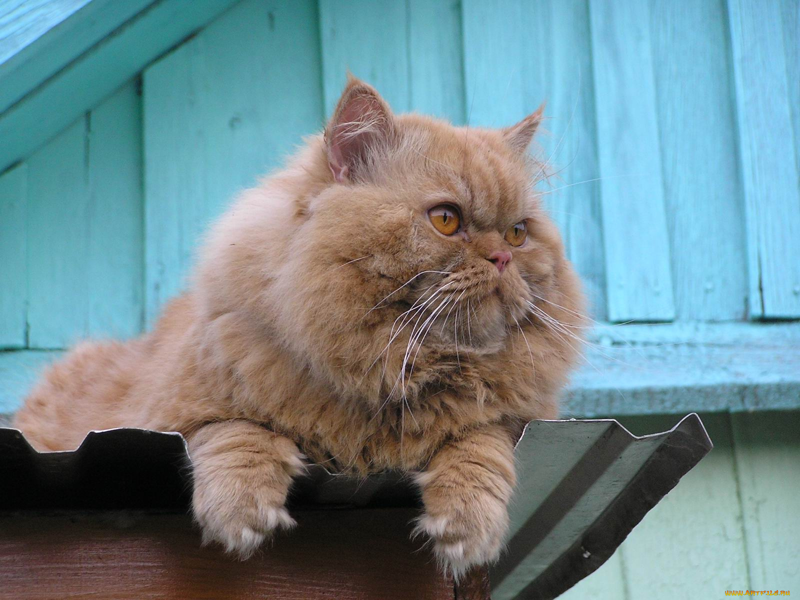 животные, коты