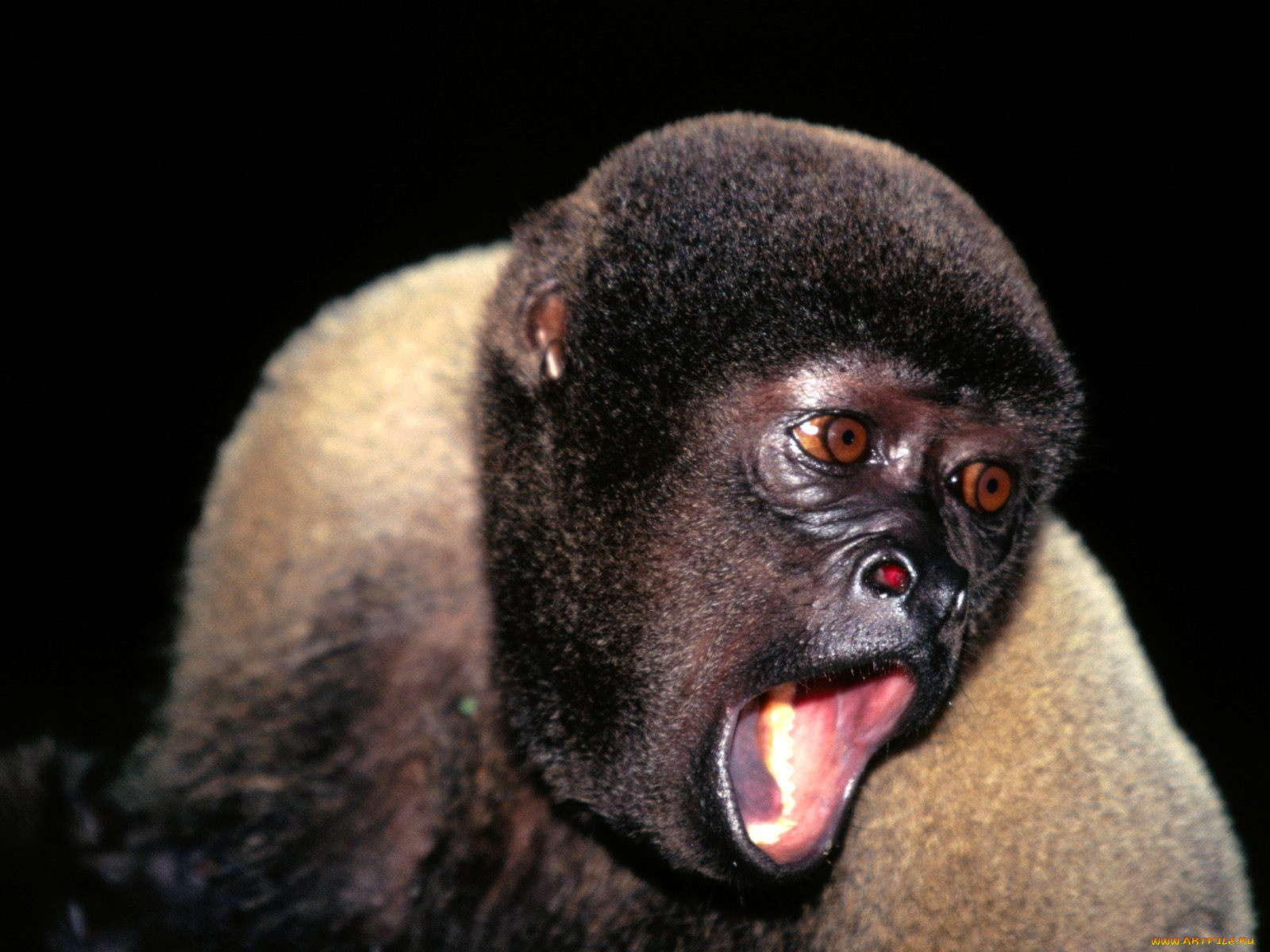 животные, обезьяны