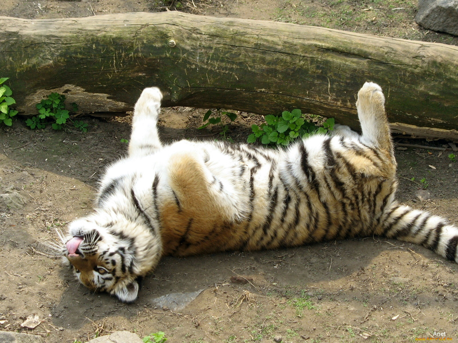 животные, тигры