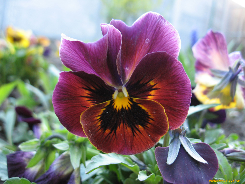 цветы, анютины, глазки, садовые, фиалки