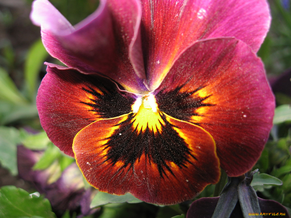 цветы, анютины, глазки, садовые, фиалки