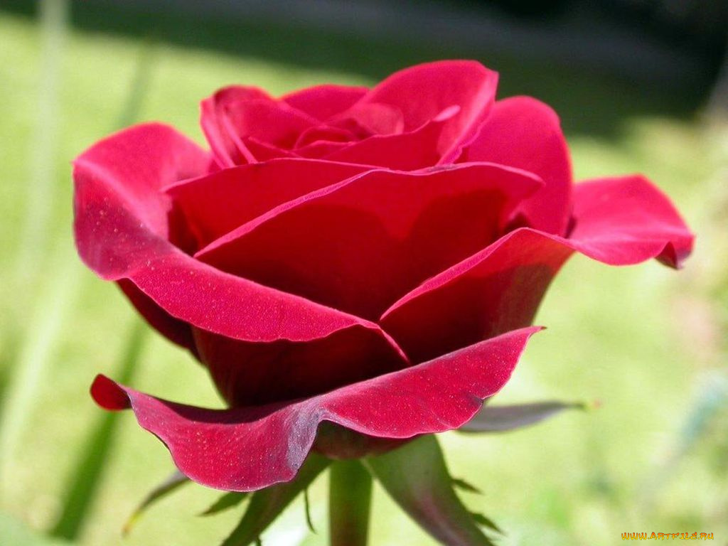 цветы, розы