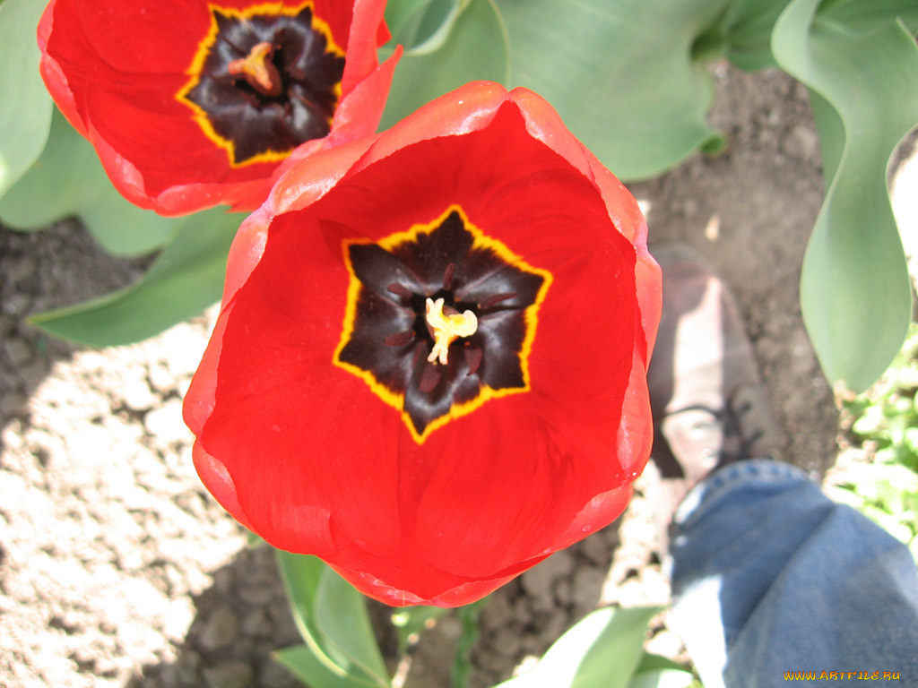 цветы, тюльпаны