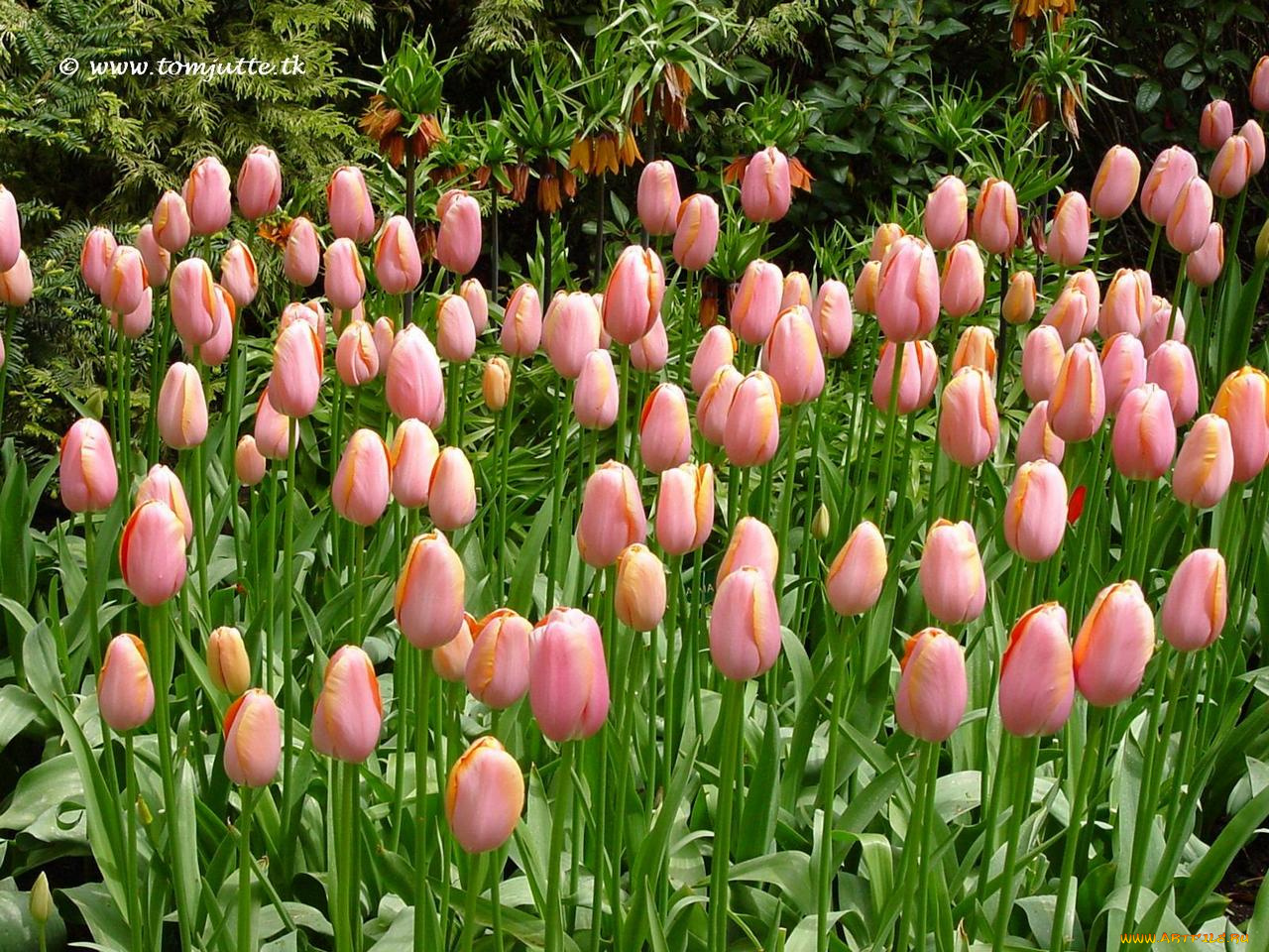 цветы, тюльпаны