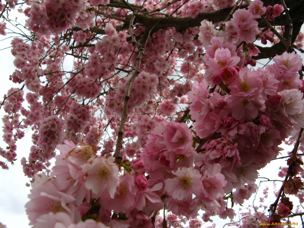 цветы, сакура, вишня