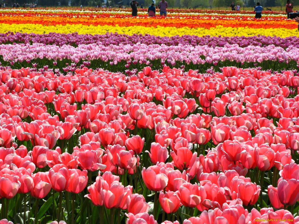 цветы, тюльпаны