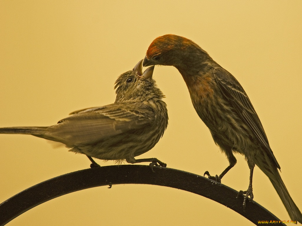 животные, птицы