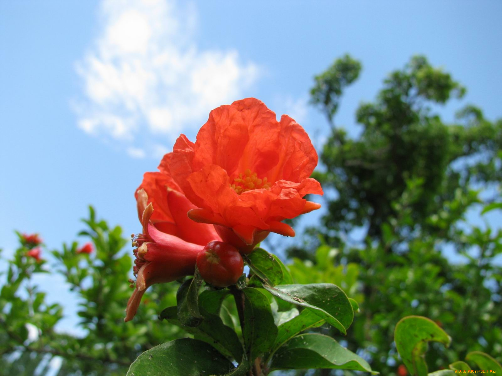 цветы, цветущие, деревья, кустарники