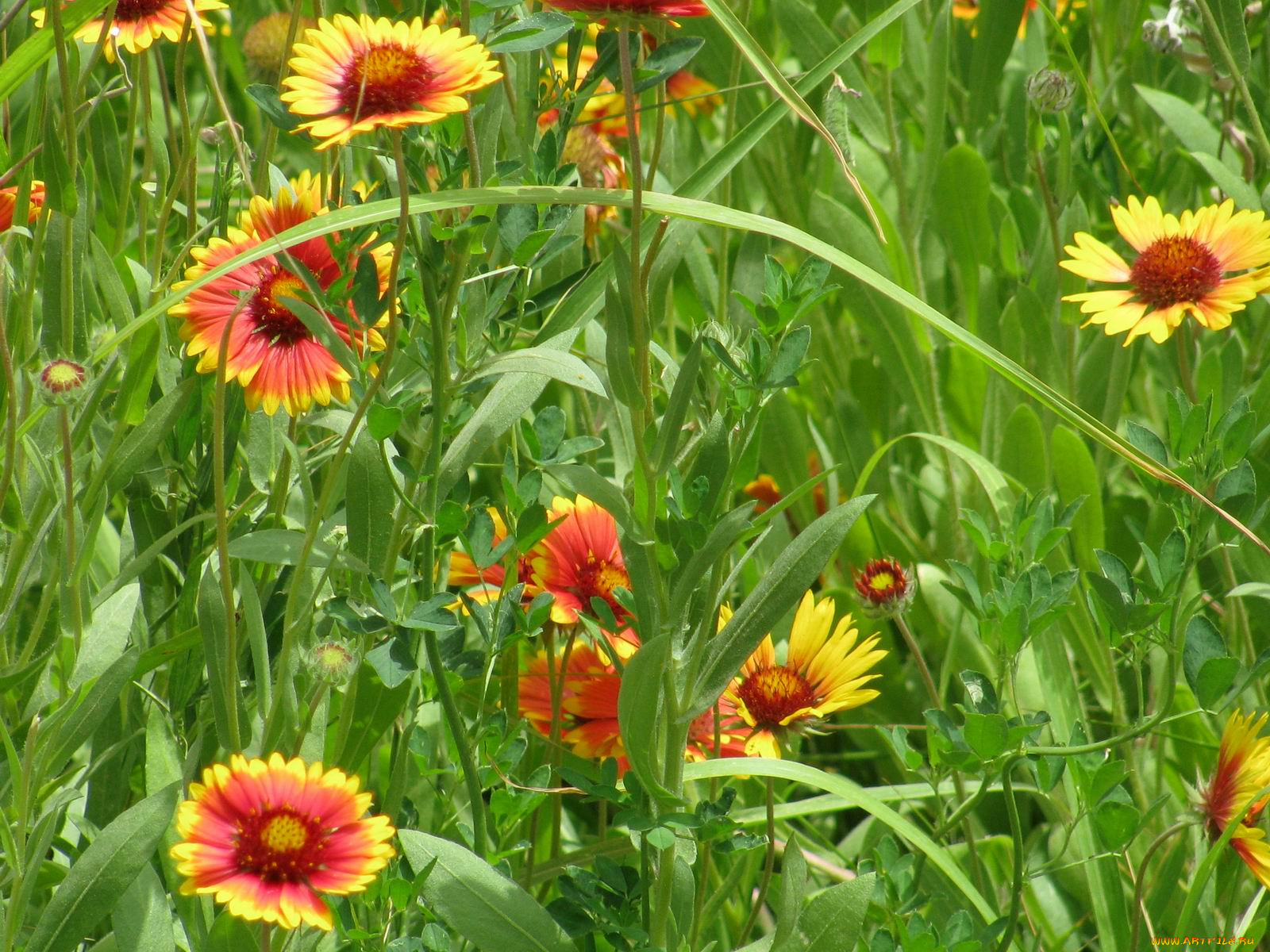 цветы, гайлардии, гелениумы