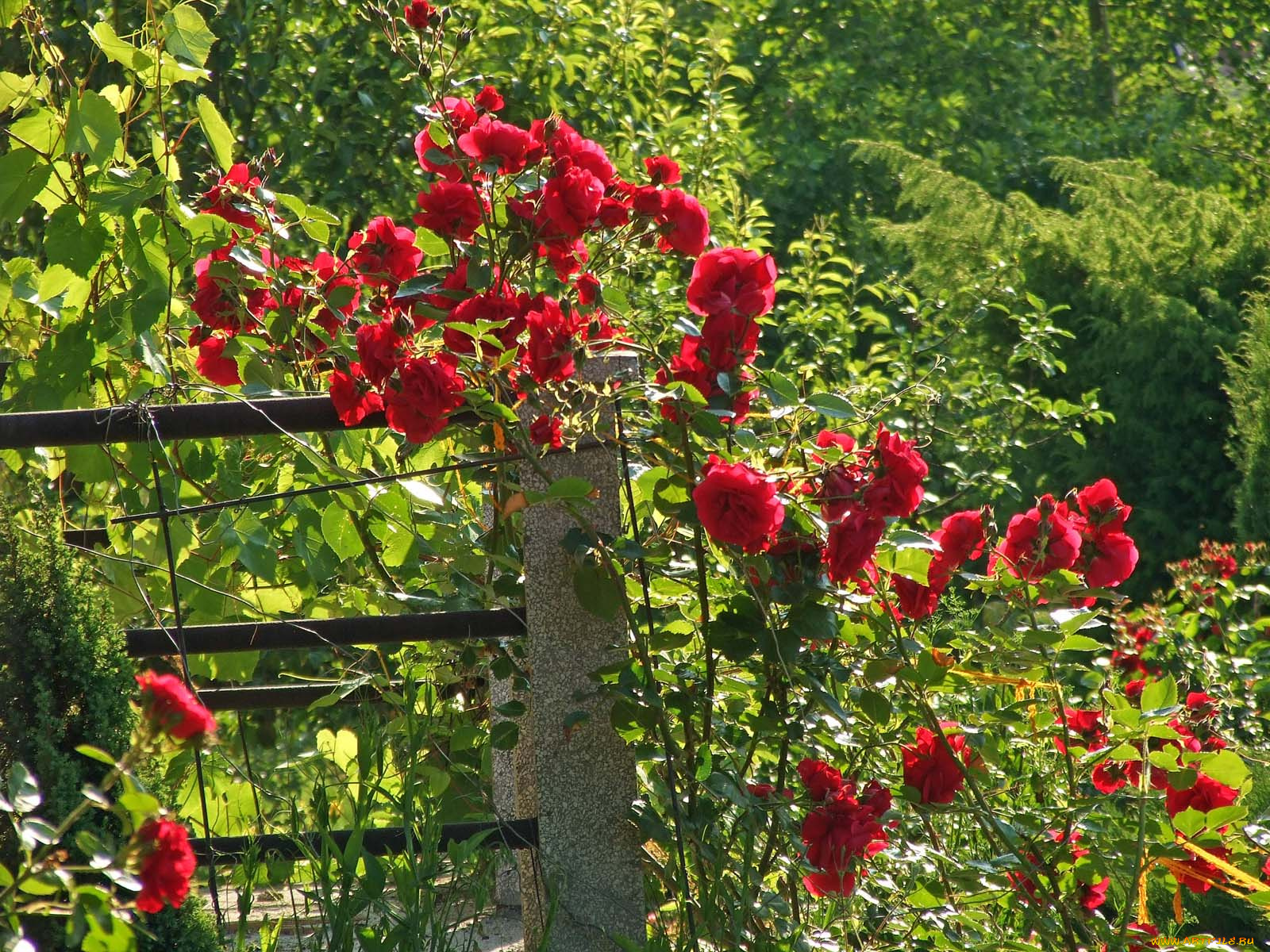 цветы, розы