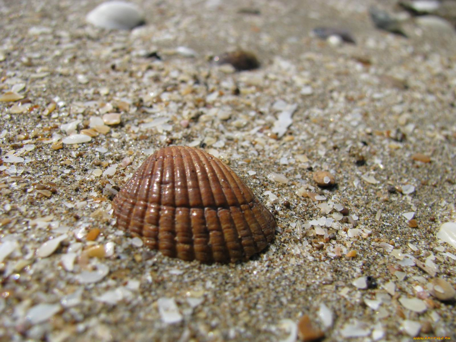 разное, ракушки, кораллы, декоративные, spa, камни