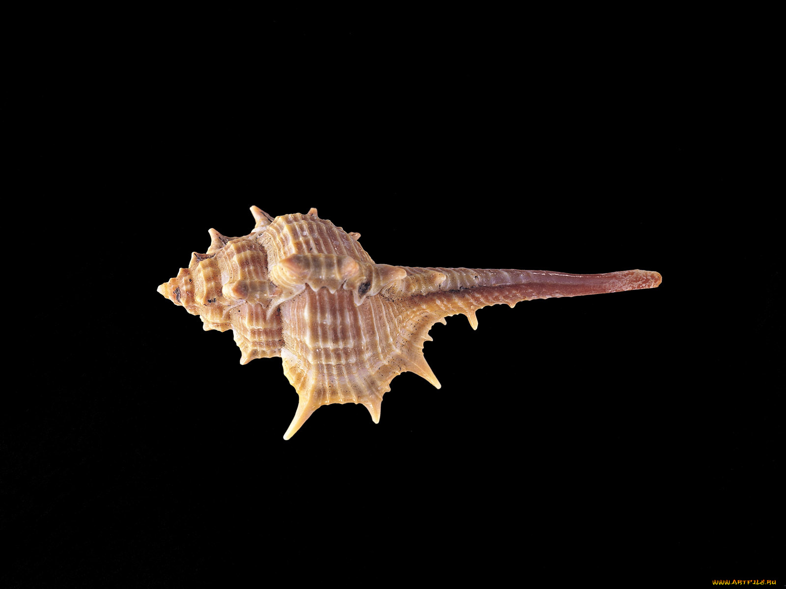 разное, ракушки, кораллы, декоративные, spa, камни