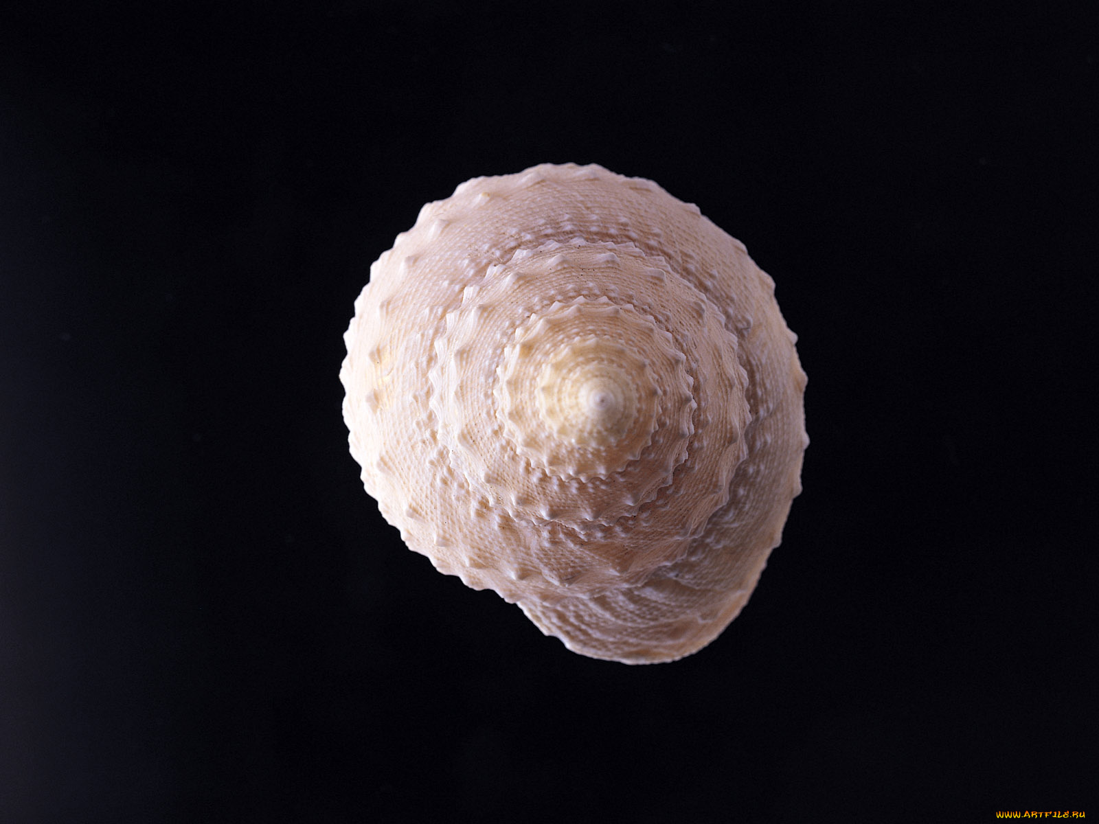 разное, ракушки, кораллы, декоративные, spa, камни