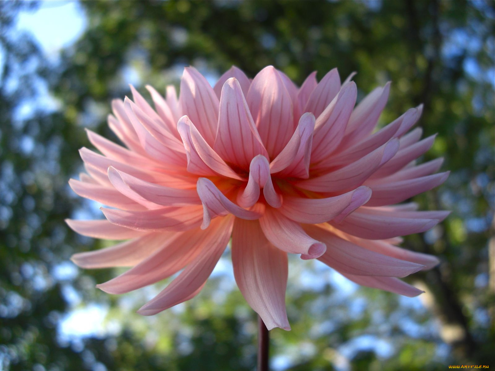 цветы, георгины