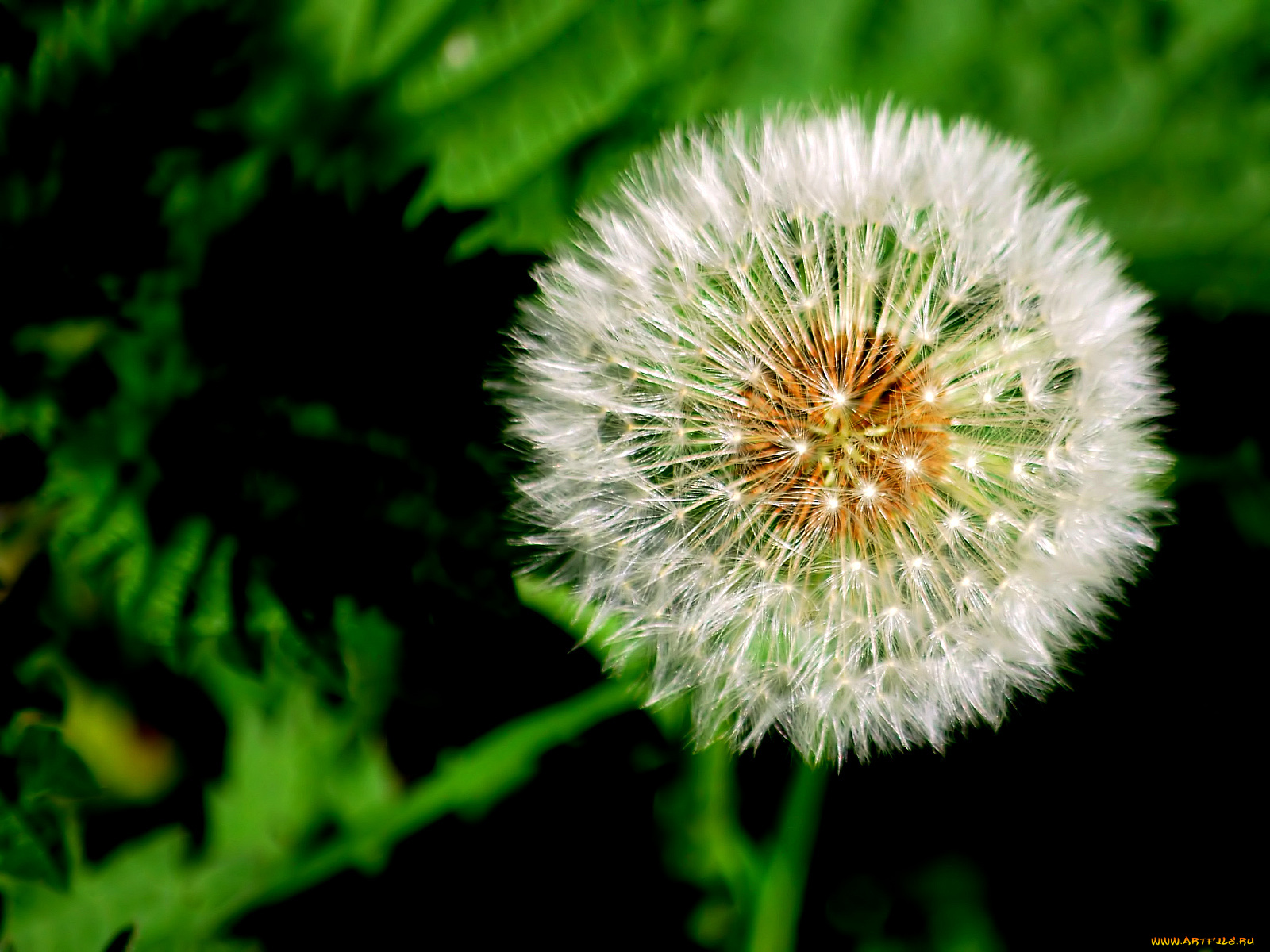 цветы, одуванчики