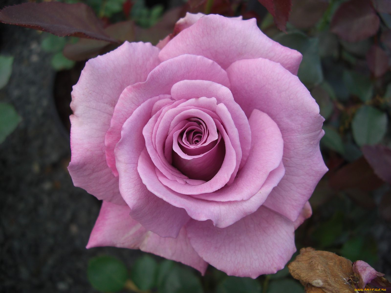 цветы, розы