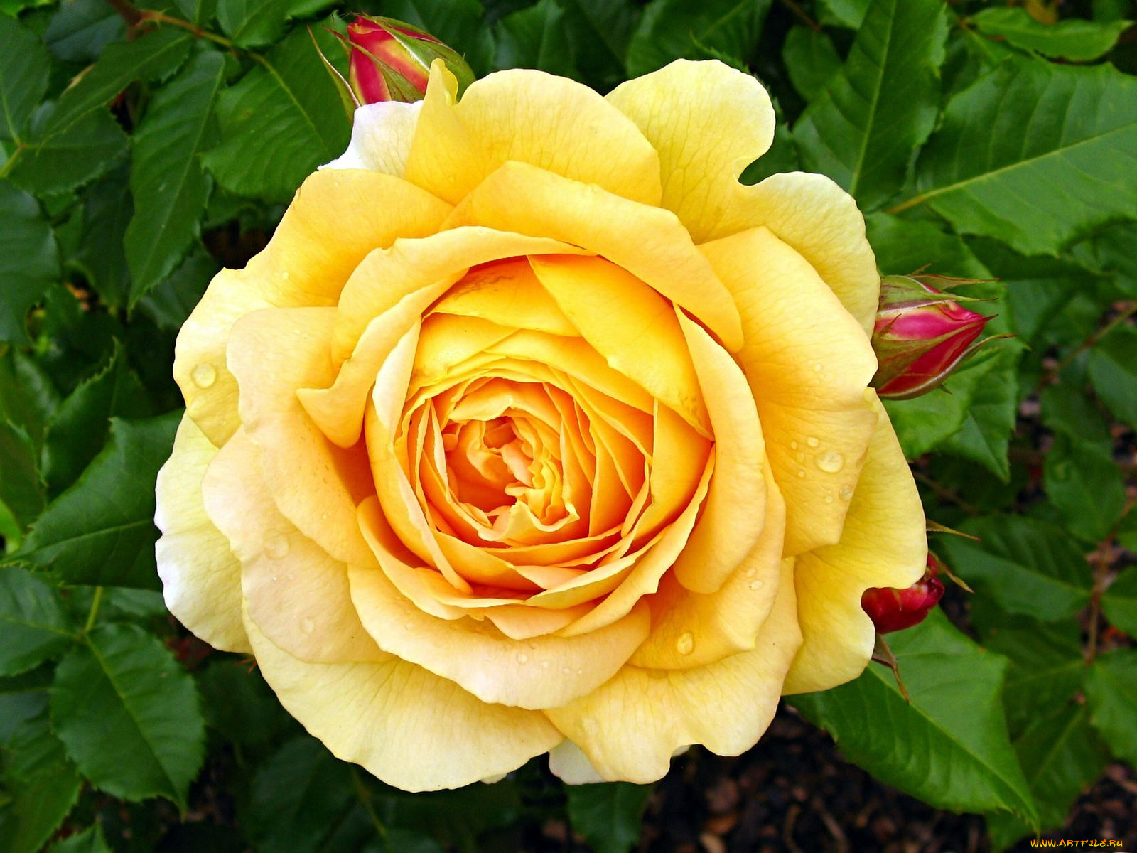 цветы, розы