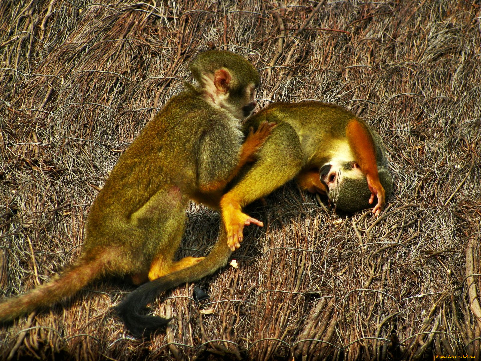 животные, обезьяны