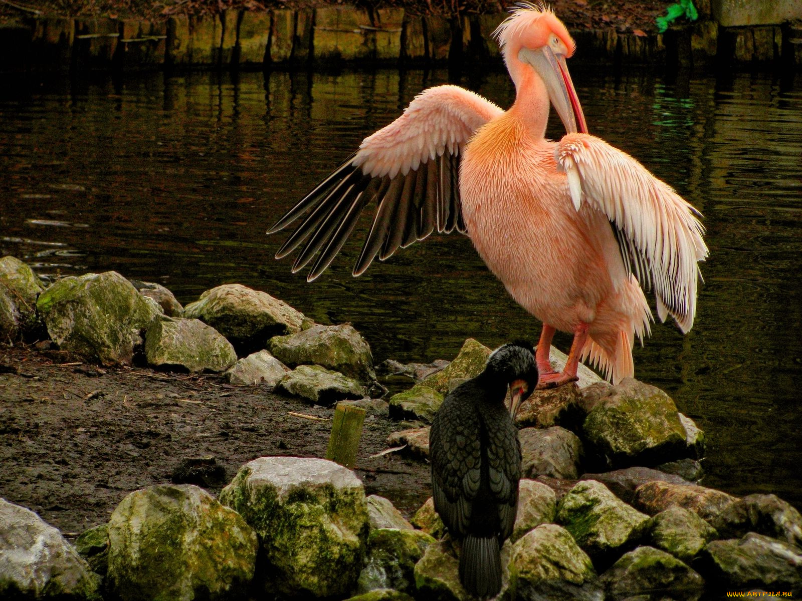 животные, пеликаны
