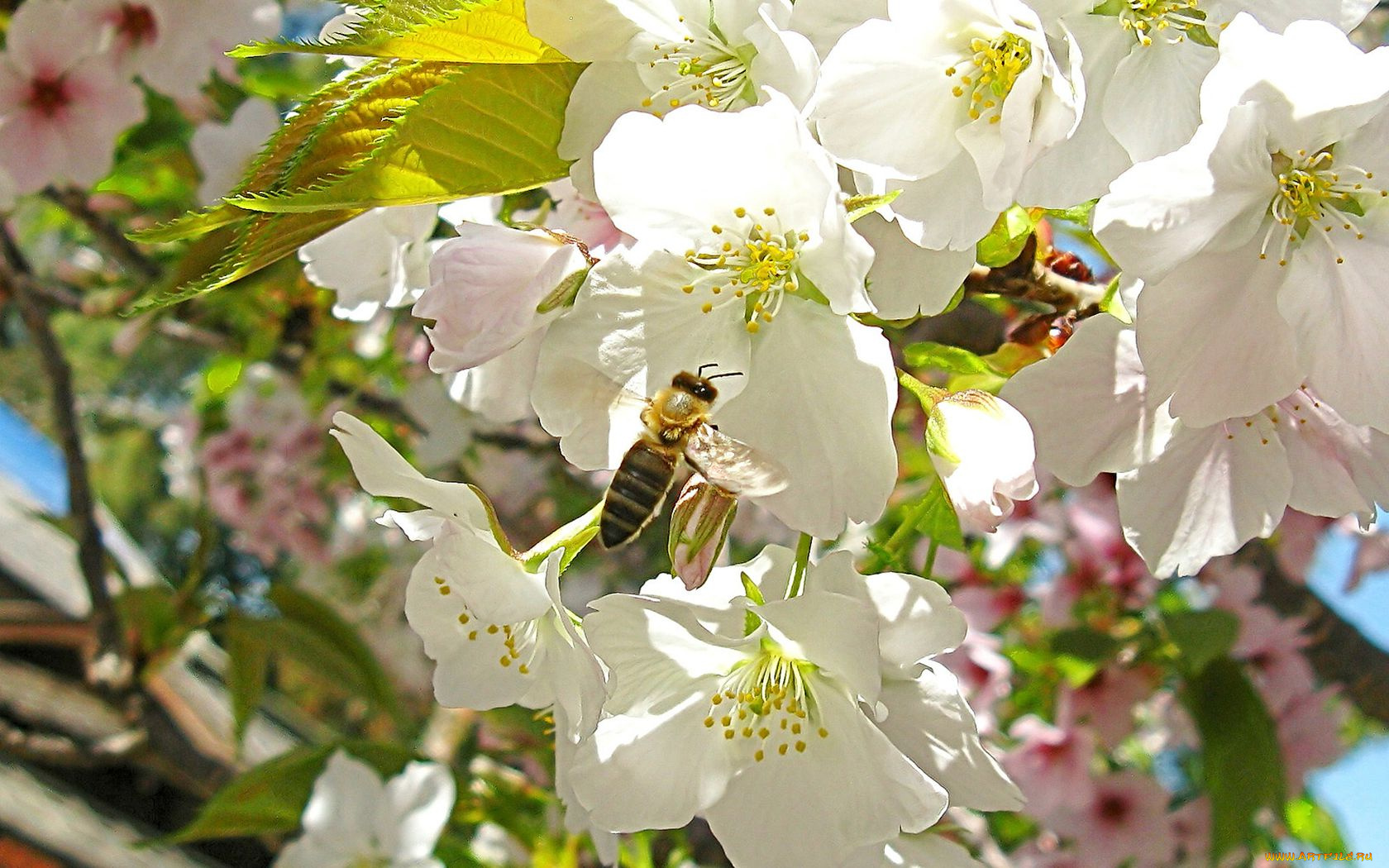 цветы, цветущие, деревья, кустарники