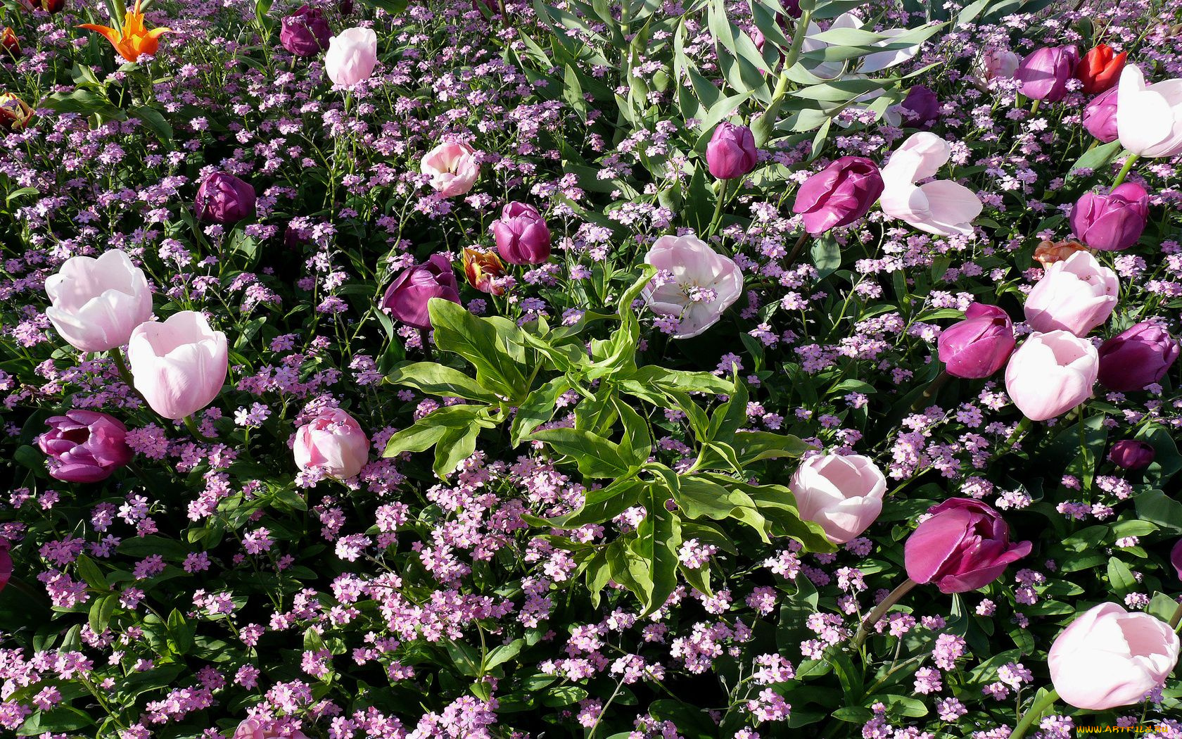 цветы, разные, вместе