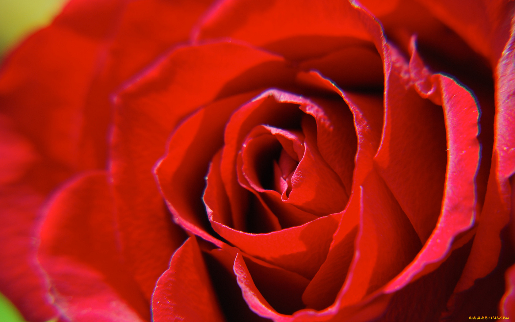 цветы, розы