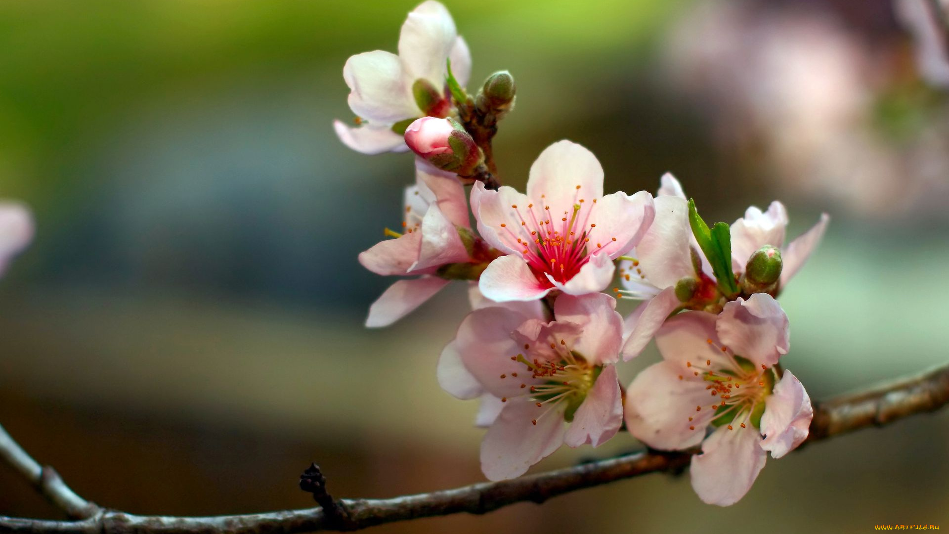 цветы, цветущие, деревья, кустарники
